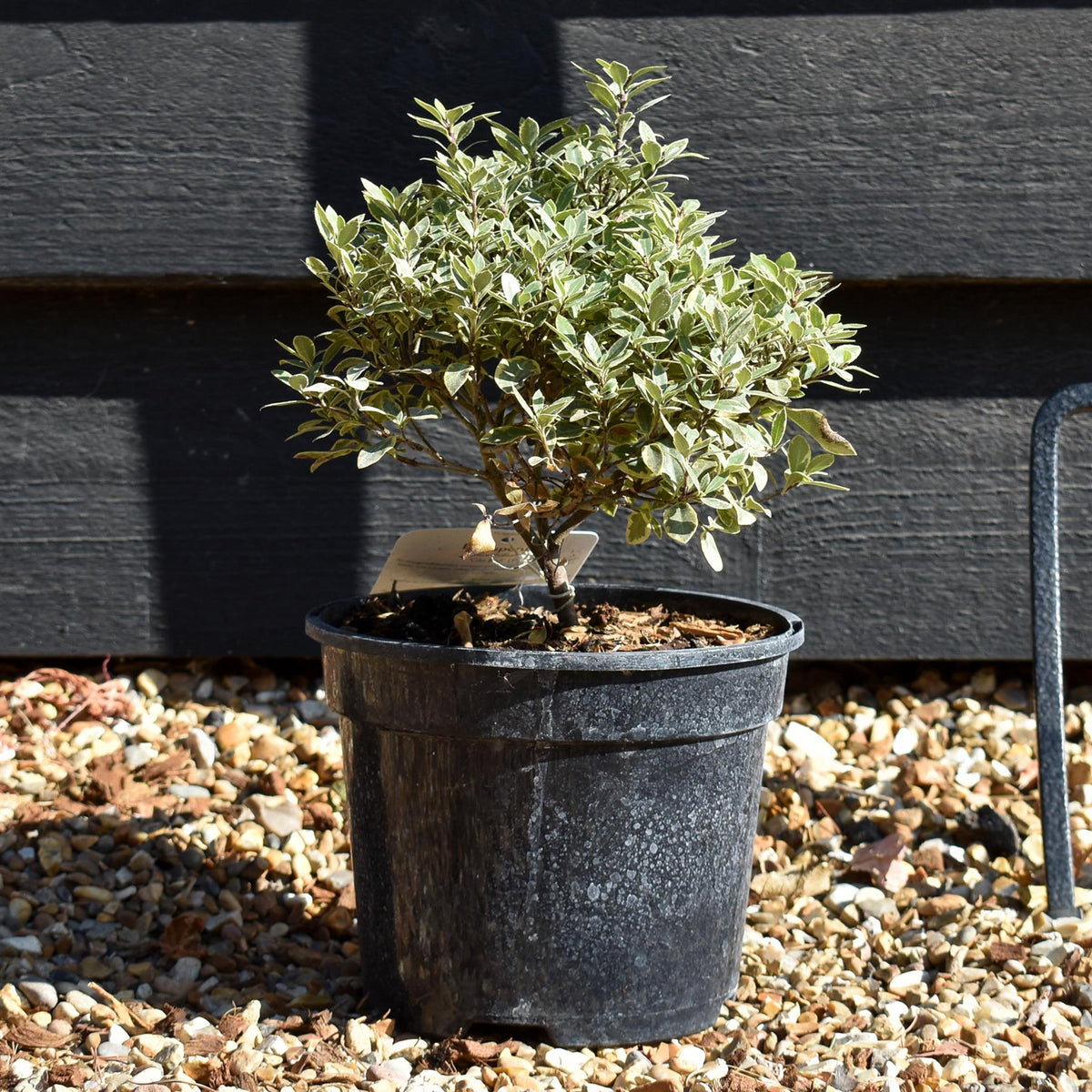Pittosporum tenuifolium 'Glo Ball' - 15-25cm - 3lt