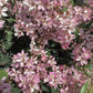 Rhaphiolepis umbellata (pink) | Yeddo  - 90cm, 20lt