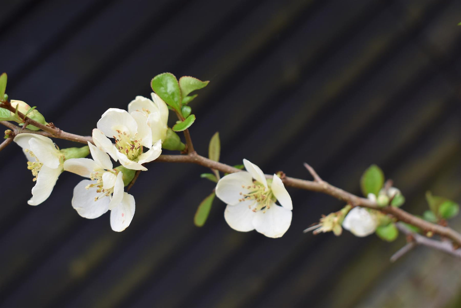Chaenomeles x Suberba 'Lemon And Lime' | 'Lemon And Lime' 10-20cm - 3lt