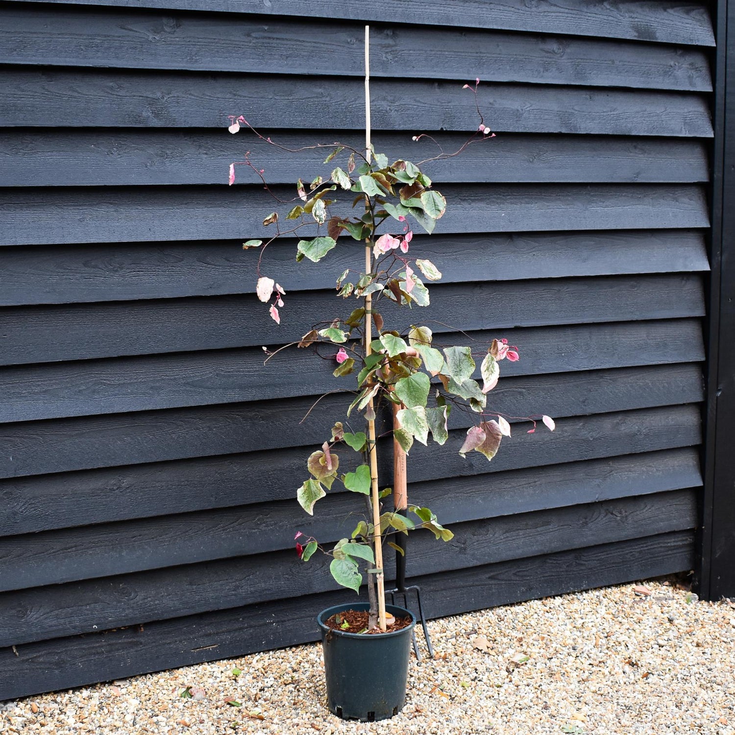 Cercis canadensis 'Carolina Sweetheart' ' |  Judas trees - Height 150-170cm - Bushy - 12lt