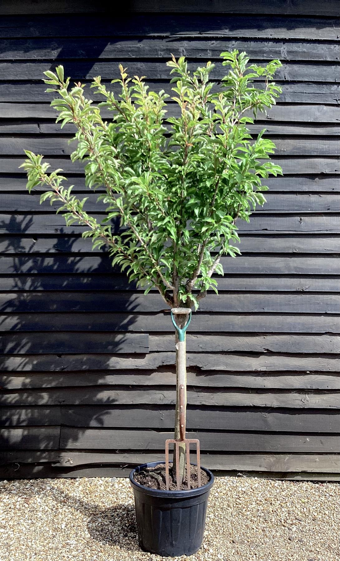 Plum tree 'Prat de Llobregat' | Prunus domestica - Girth 18-20cm - 220-240cm - 50lt