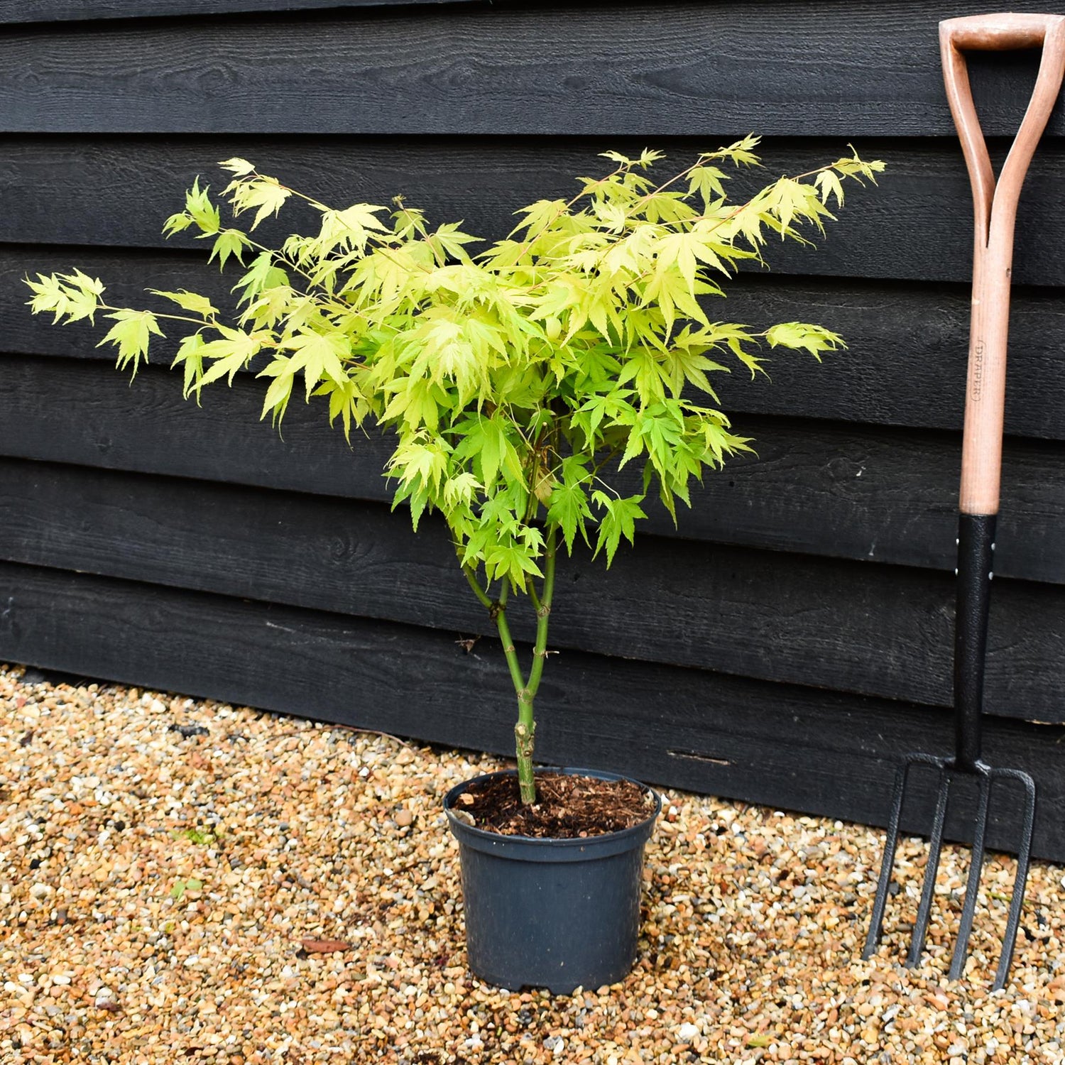 Japanese maple 'Orange Dream' | Acer palmatum - Height 60-80cm - 4lt