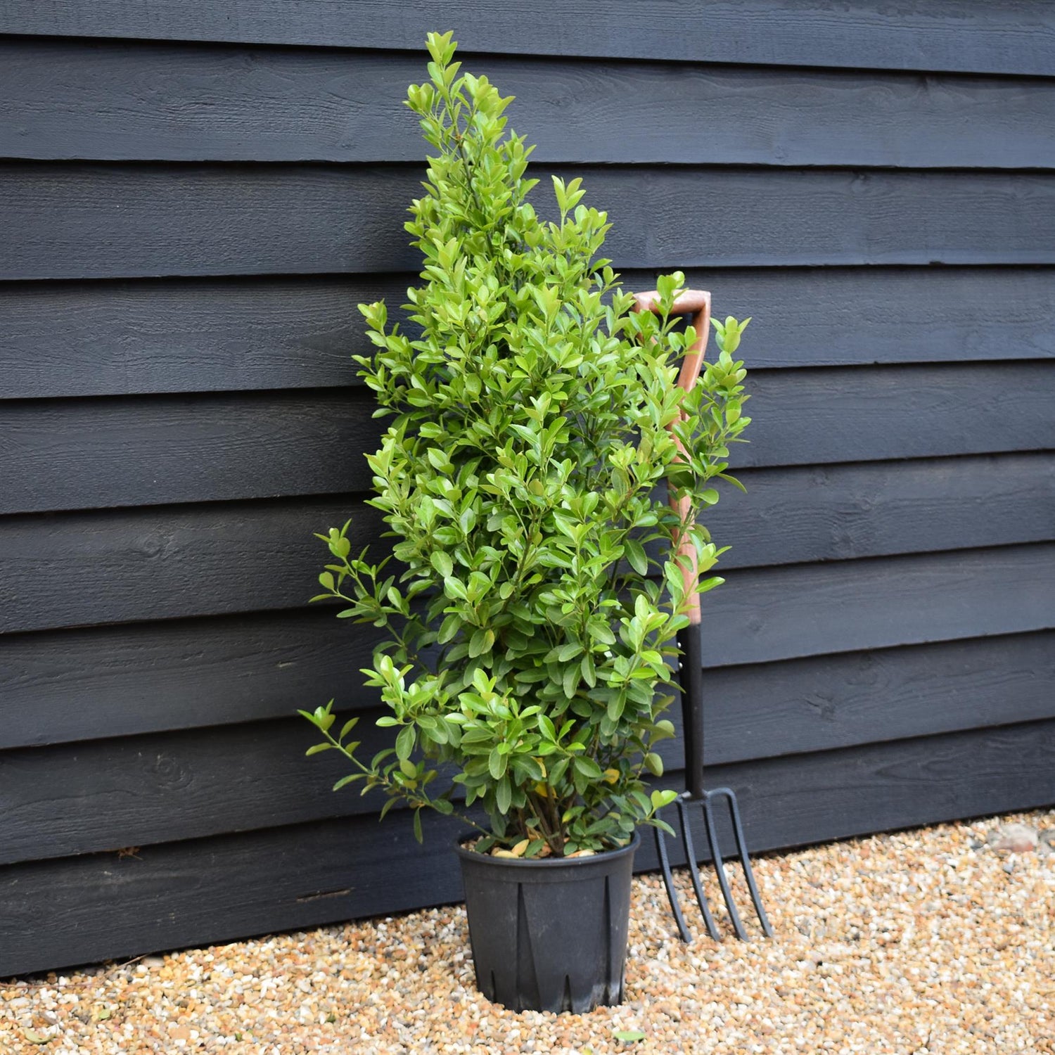 Euonymus japonicus - Shrub - Height 100-120cm - 10lt