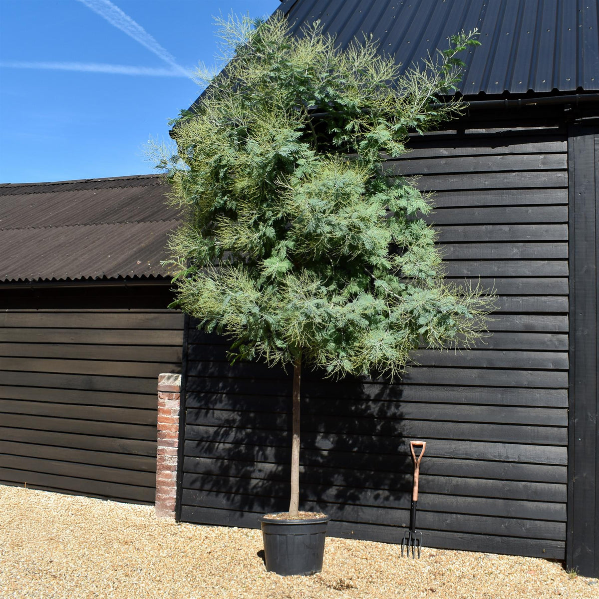 Acacia dealbata - Clear Stem 190-200 - Girth 12-14cm - Height 380-420cm - 70lt