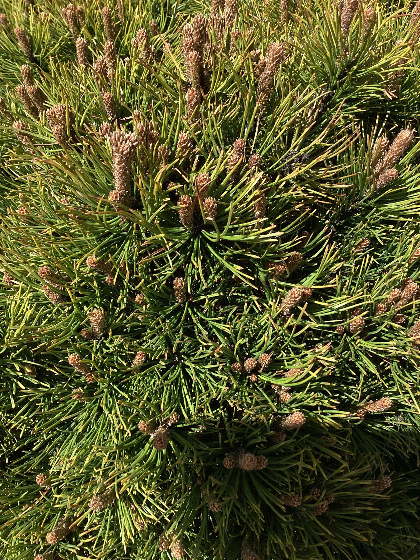 Pinus mugo 'Ophir' | dwarf mountain pine 'Ophir' - Height 80cm Width 70-80cm - 65lt
