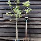 Apple tree 'James Grieve' | Malus domestica - M26 - Dwarfing - 140-150cm - 10lt