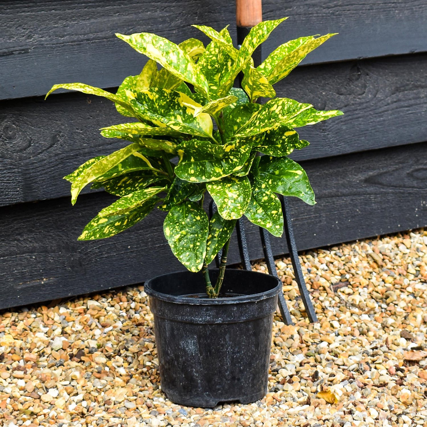 Aucuba japonica 'Marmorata' | Variegated Aucuba 20-35cm - 3lt