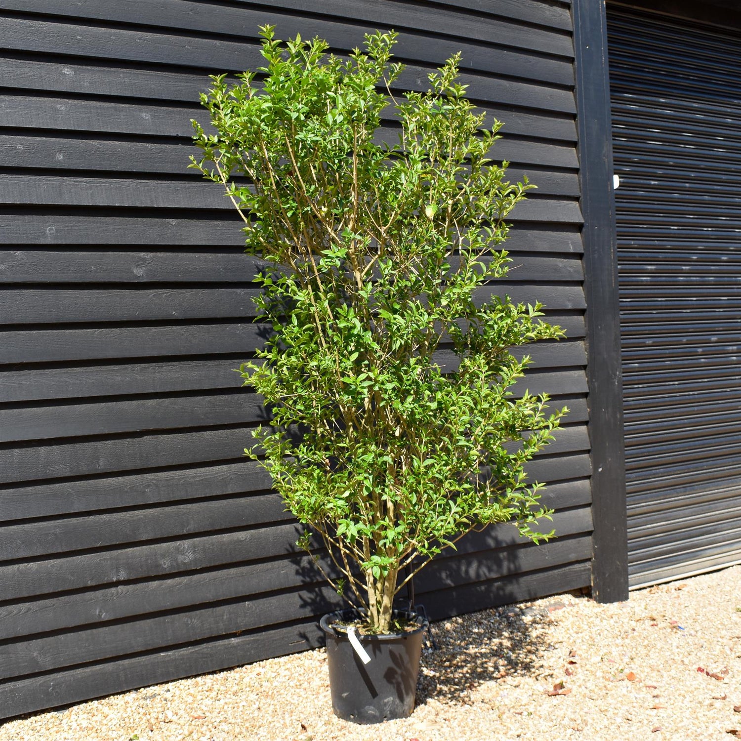 Ligustrum ovalifolium | Garden Privet - 170-180cm - 40lt