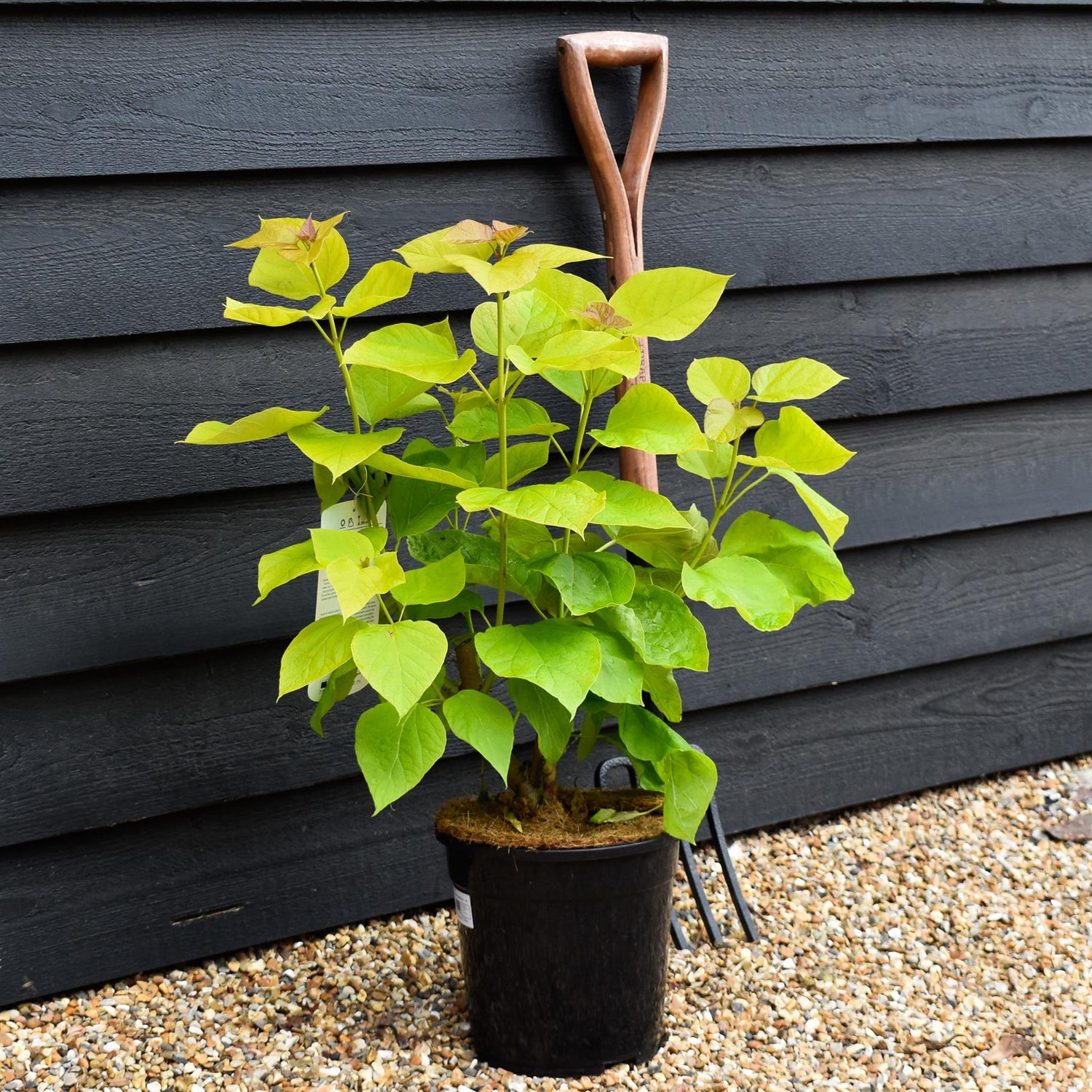 Catalpa bignonioides 'Aurea' | Golden Indian bean tree - Shrub - Height 50-70cm - 7.5lt