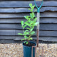 Cherry Laurel | Prunus Laurocerasus Rotundifolia - 60-80cm - Pot Grown - 10lt