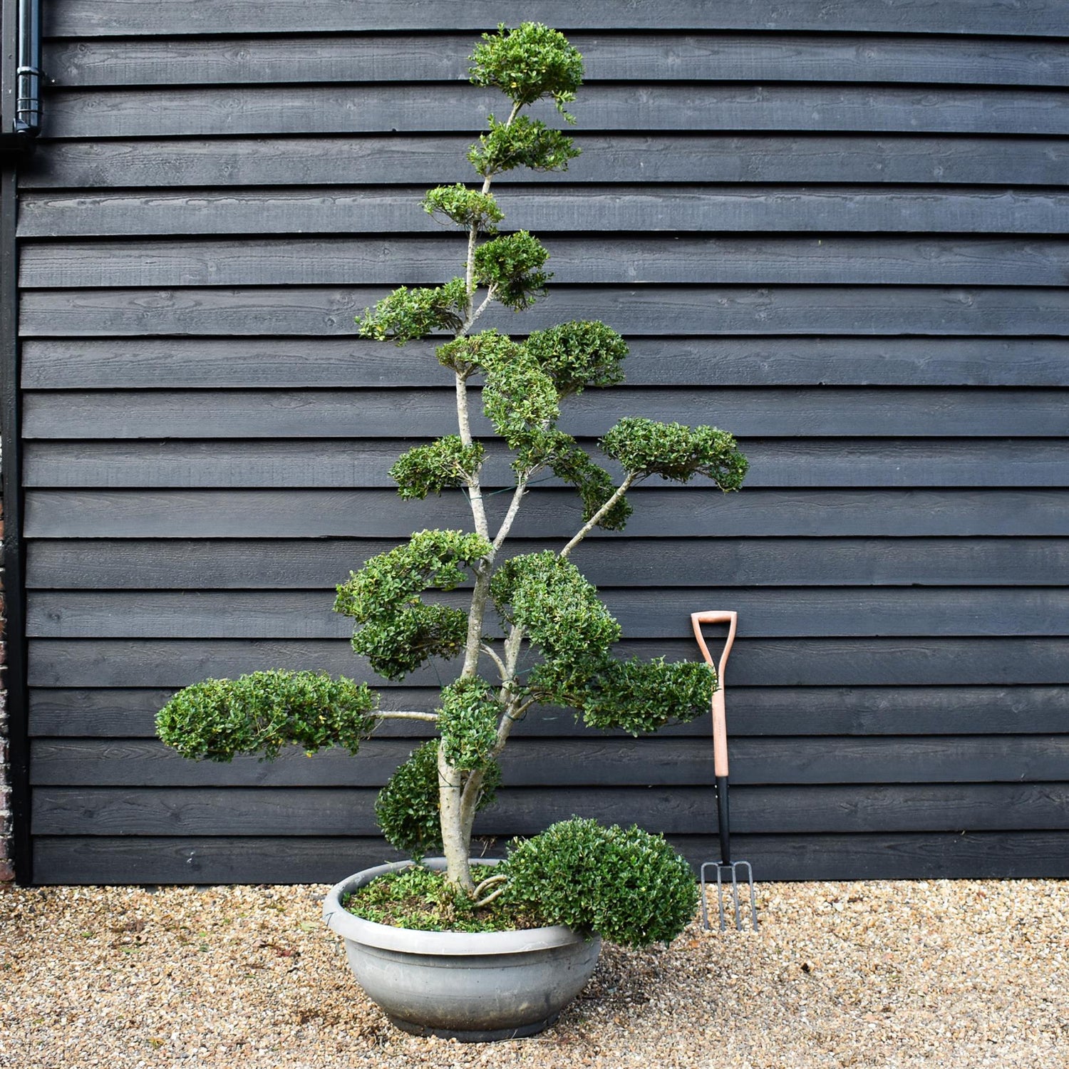 Ilex crenata Green Glory| Japanese Holly - Bonsai - Height 200-210cm - 70lt