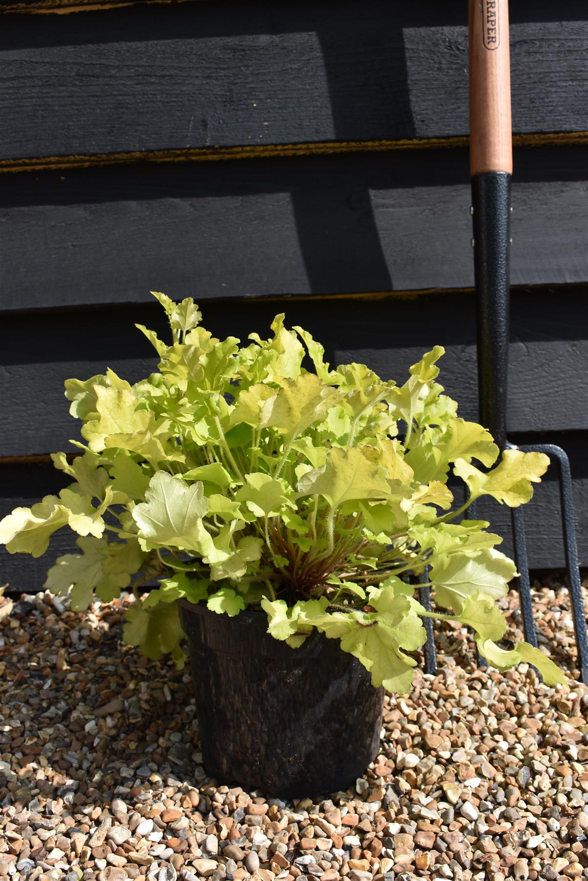 Heuchera 'Lime Marmalade' - 20-30cm, 5lt