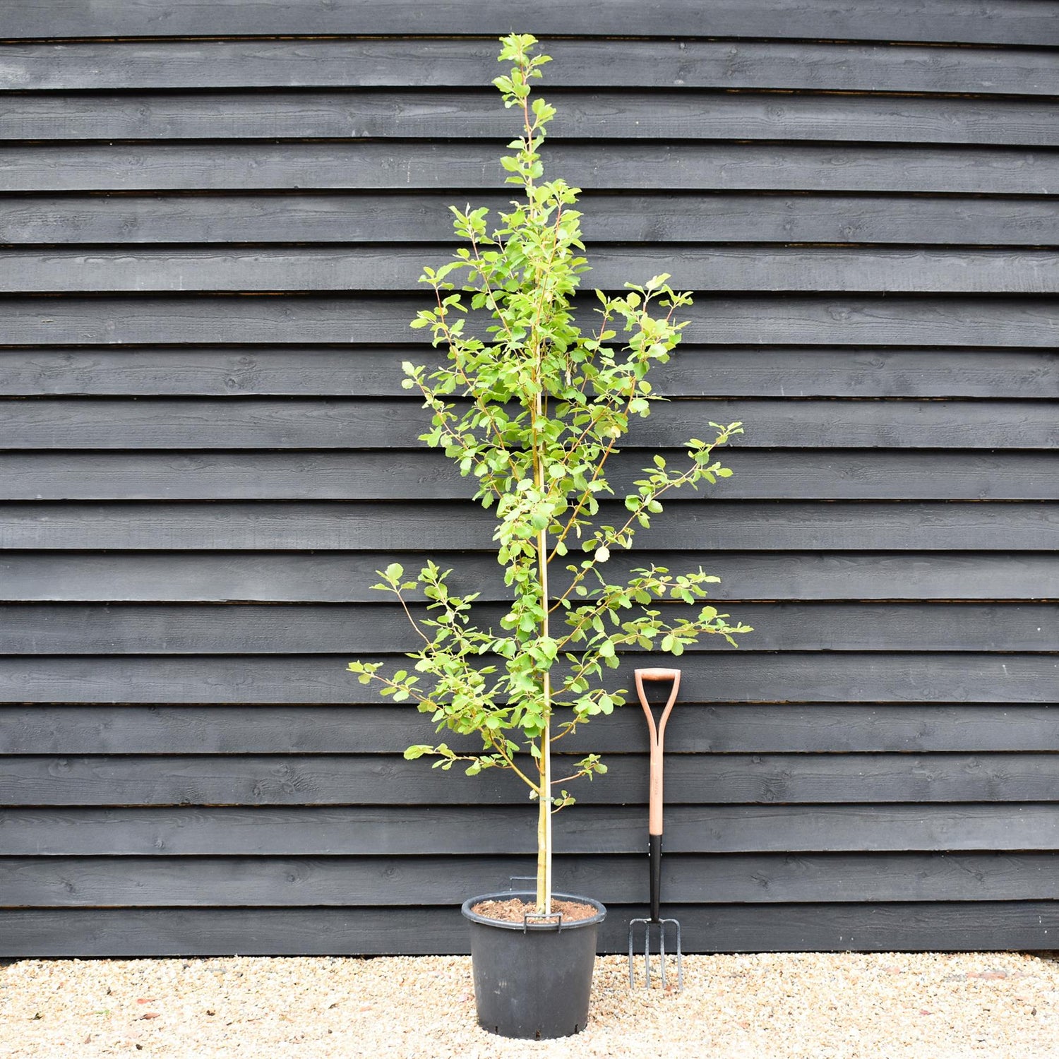 Alnus Incana Aurea - Grey Alder - Height 220-250cm - 30lt