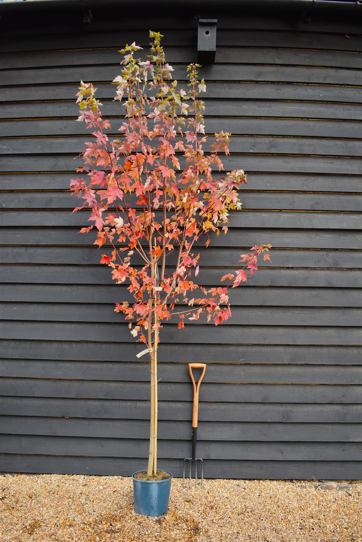 Acer Rubrum Redpointe Maple | Redpointe Red Maple 1/2 std Clear Stem - 150-180cm, 10lt