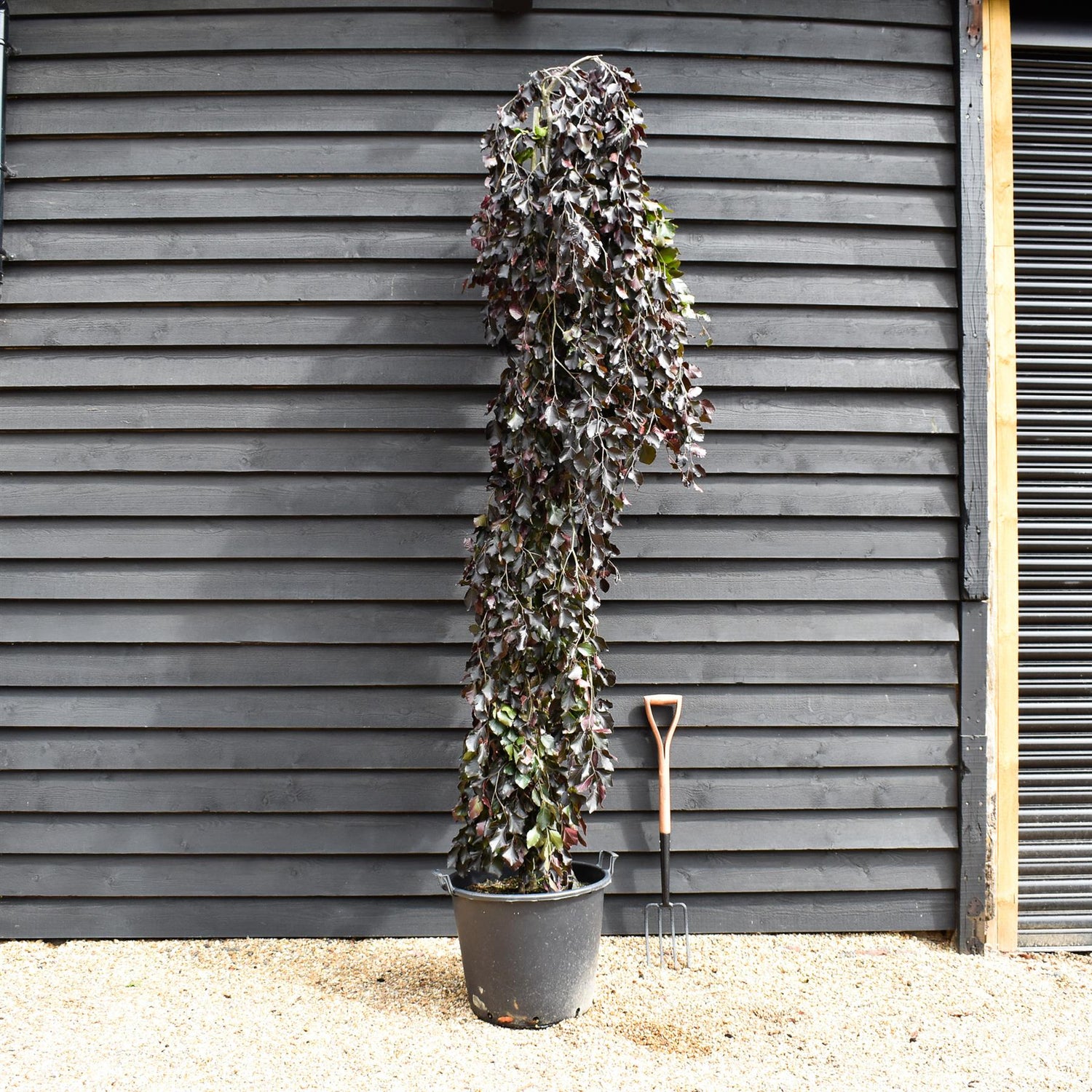 Fagus Sylvatica 'Purpurea Pendula'| Copper Beech -  Girth 8-10cm - Height 240-260cm - 70lt