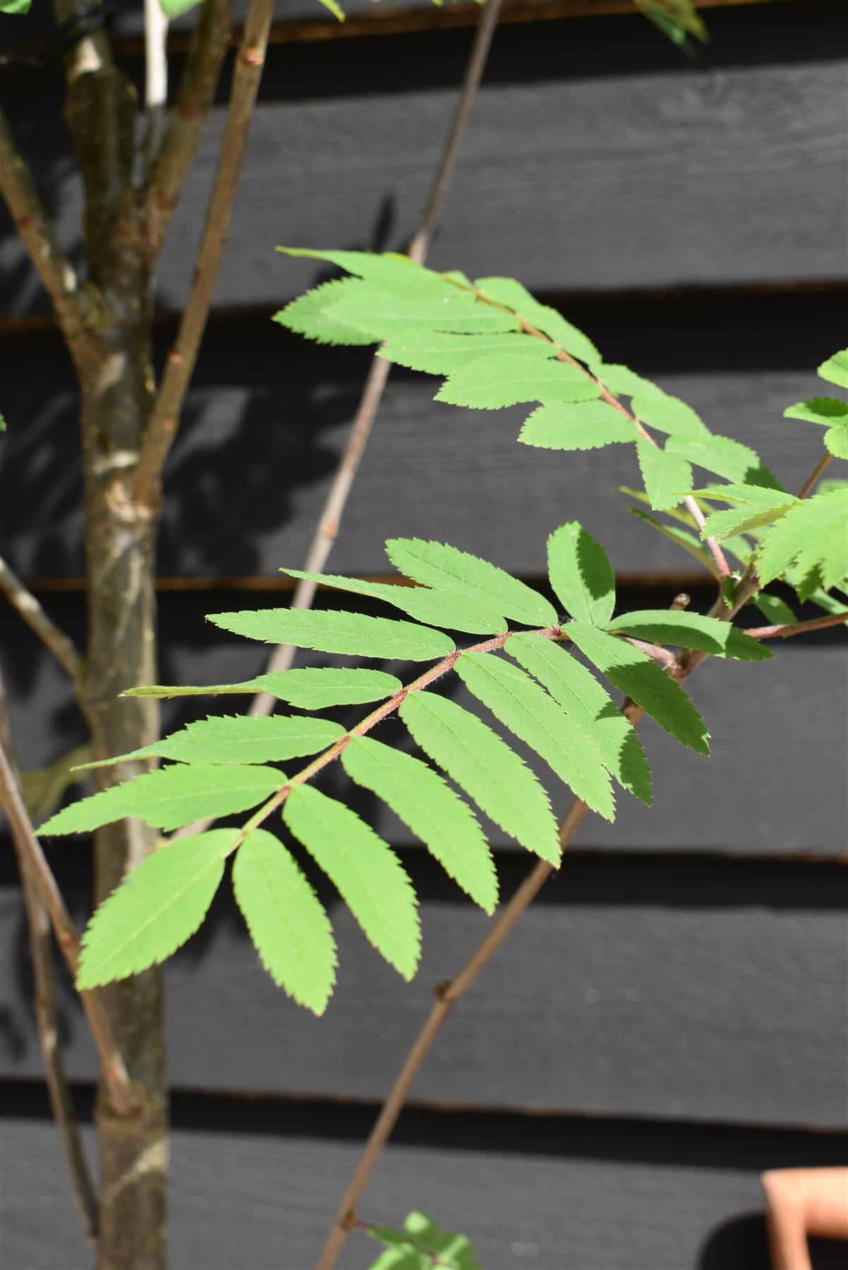 Sorbus aucuparia Cardinal Royal | Mountian Ash - Height 160-180cm - 12lt