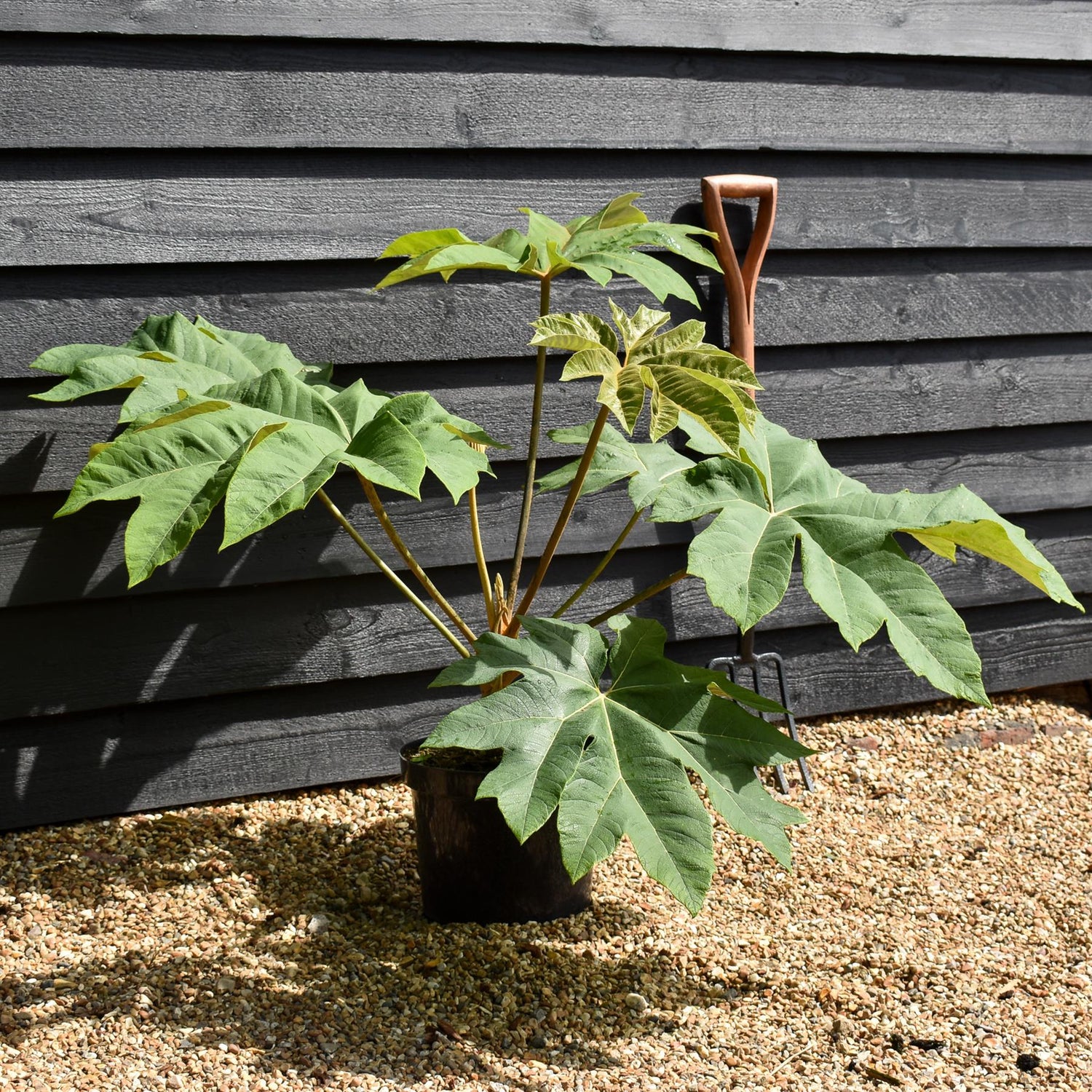 Tetrapanax papyrifera 'Rex' - Shrub - Height 30cm - 10lt