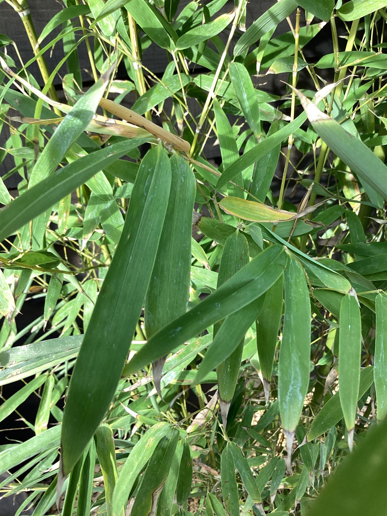 Phyllostachys aurea | Fish-pole bamboo - 230-240cm, 20lt