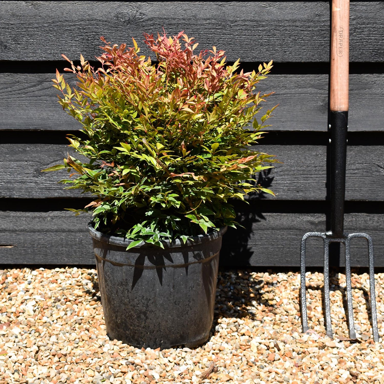 Nandina domestica 'Gulf Stream' - Height 40-50cm - 10lt