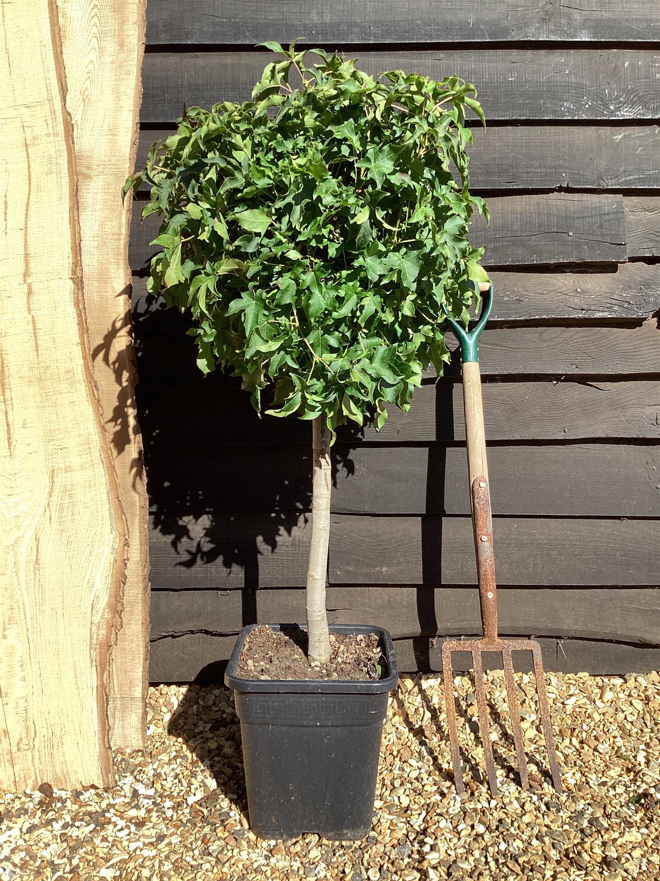 Liquidambar styraciflua 'Gum Ball' | Sweet gum 'Gum Ball' - 100-120cm, 15lt