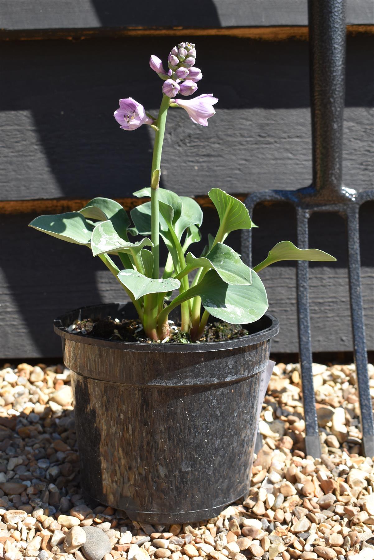 Plantain Lily | Hosta Sun Mouse - 10-15cm - 3lt