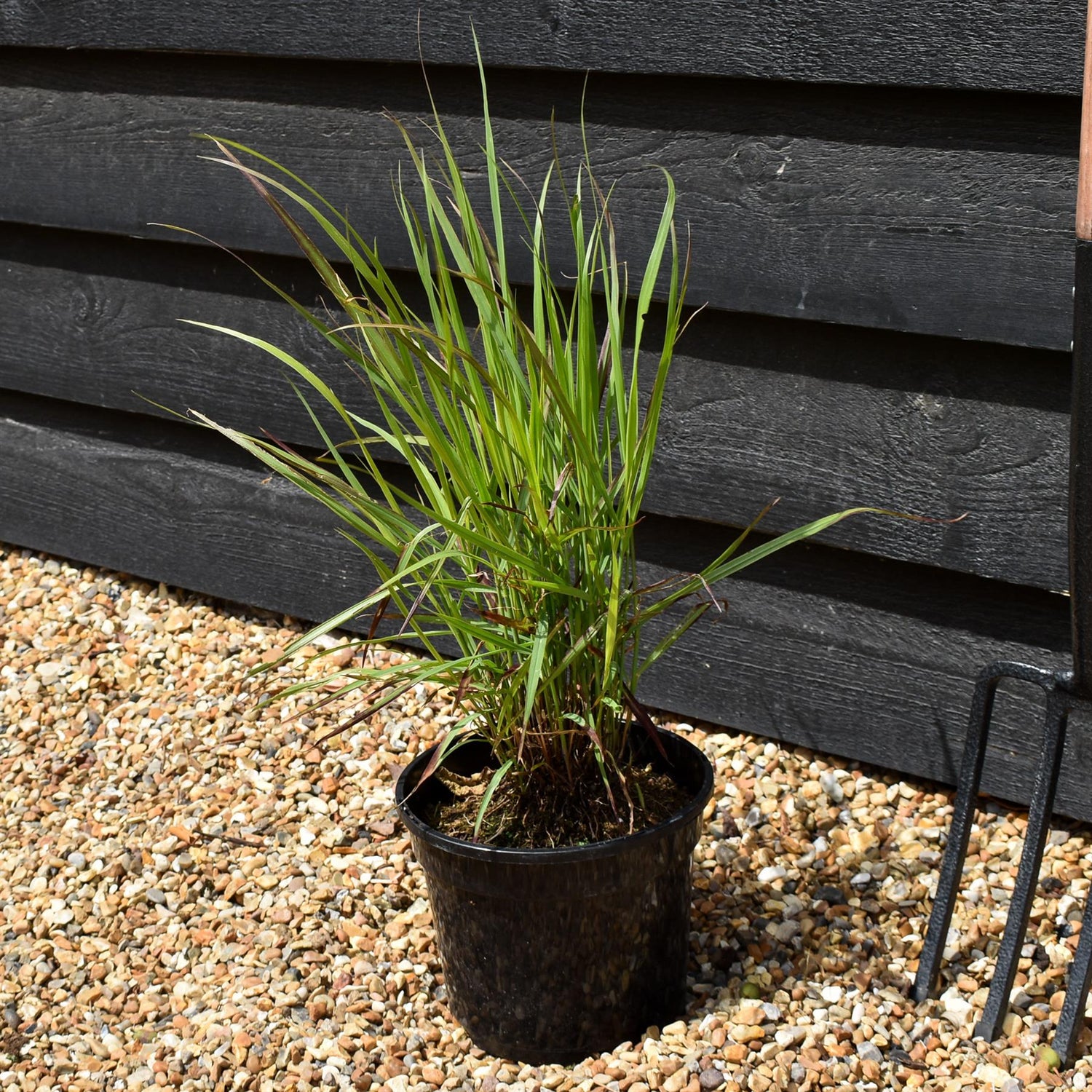 Panicum virgatum 'Shenendoah' - Grass - Perennial -3lt
