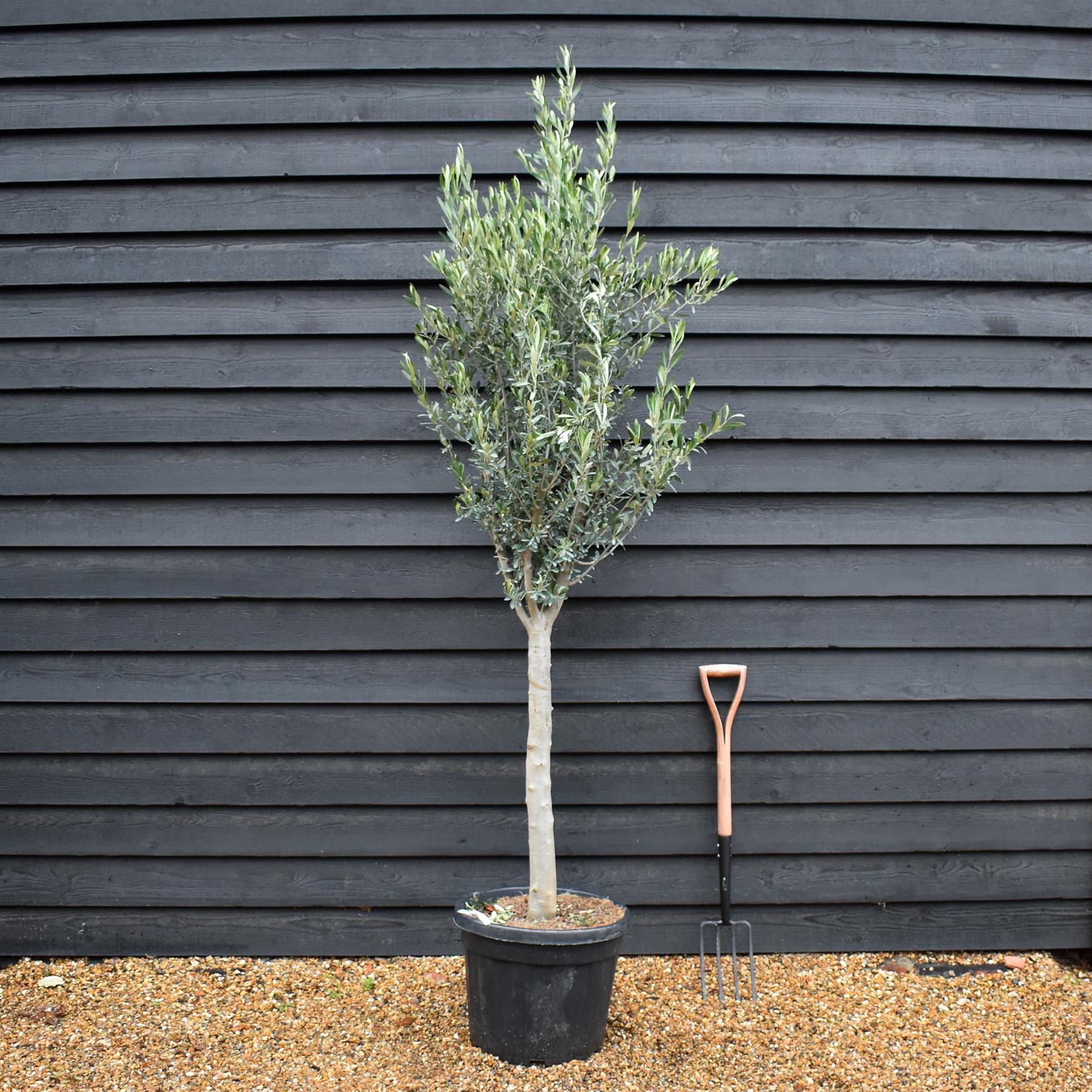 Olive Tree | Clear Stem 70-80cm - Height 190-220cm - 45lt – Arundel ...