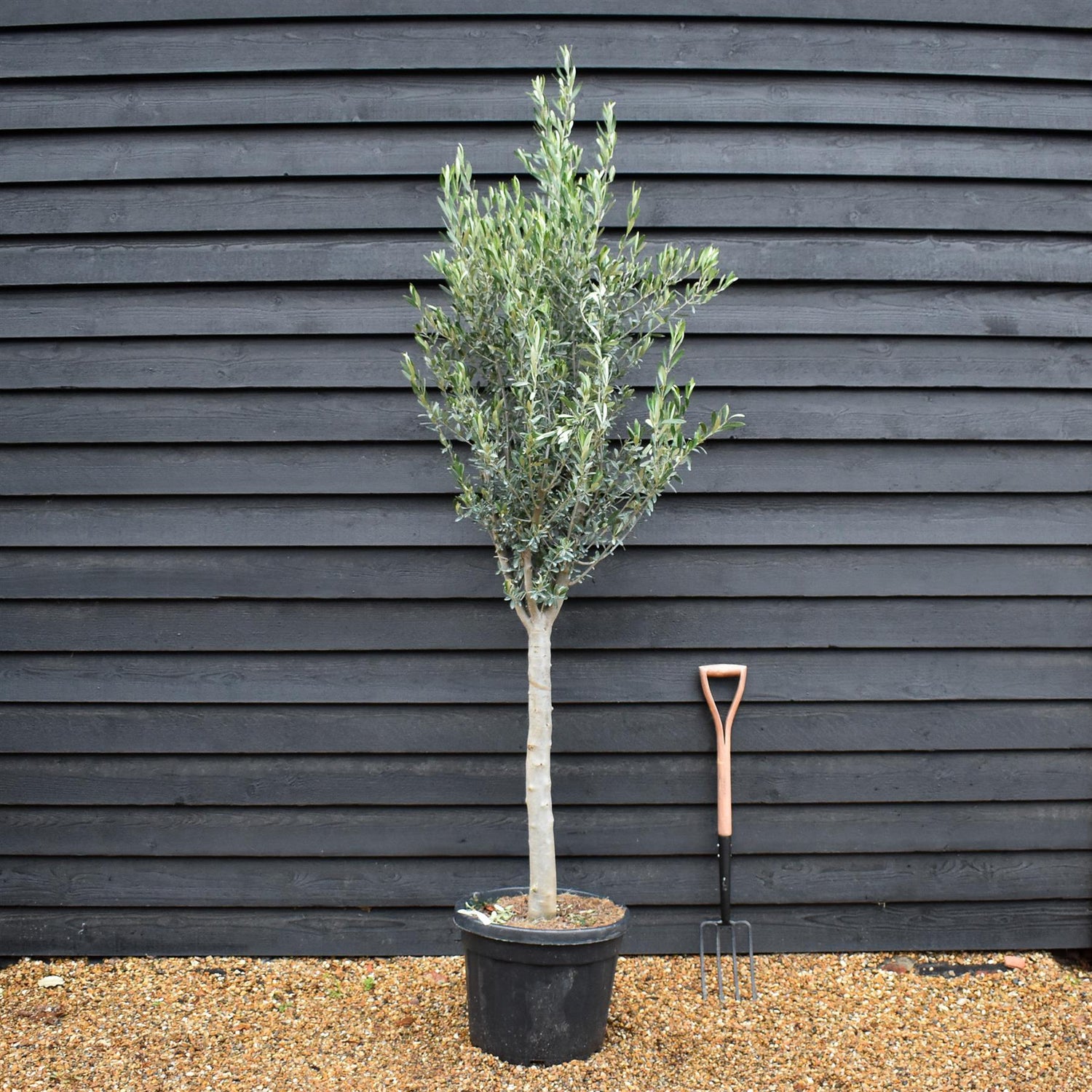 Olive Tree | Clear Stem 70-80cm - Height 190-220cm - 45lt