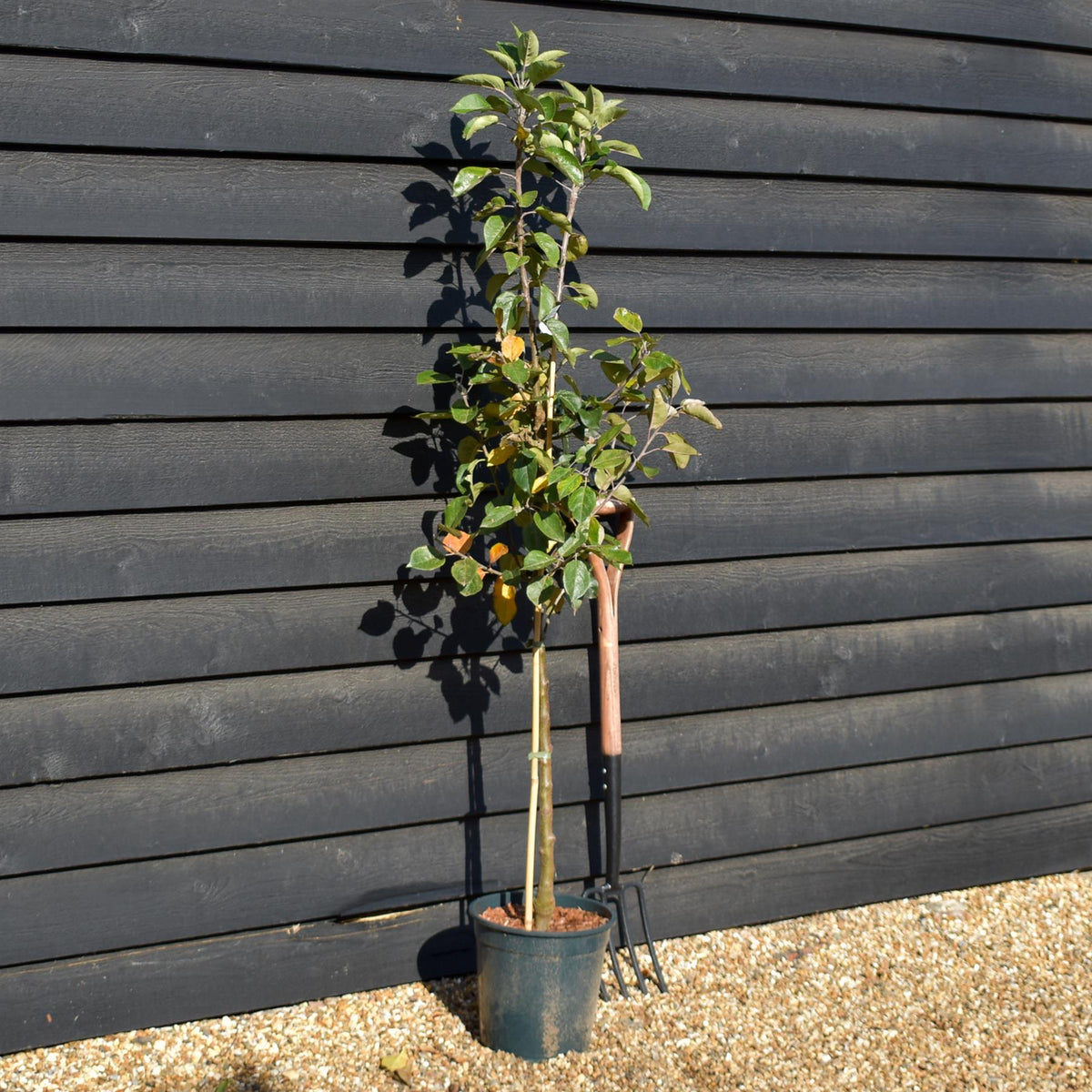 Apple tree 'Discovery' | Malus domestica - M26 - Dwarfing - Height 150-170cm - 12lt