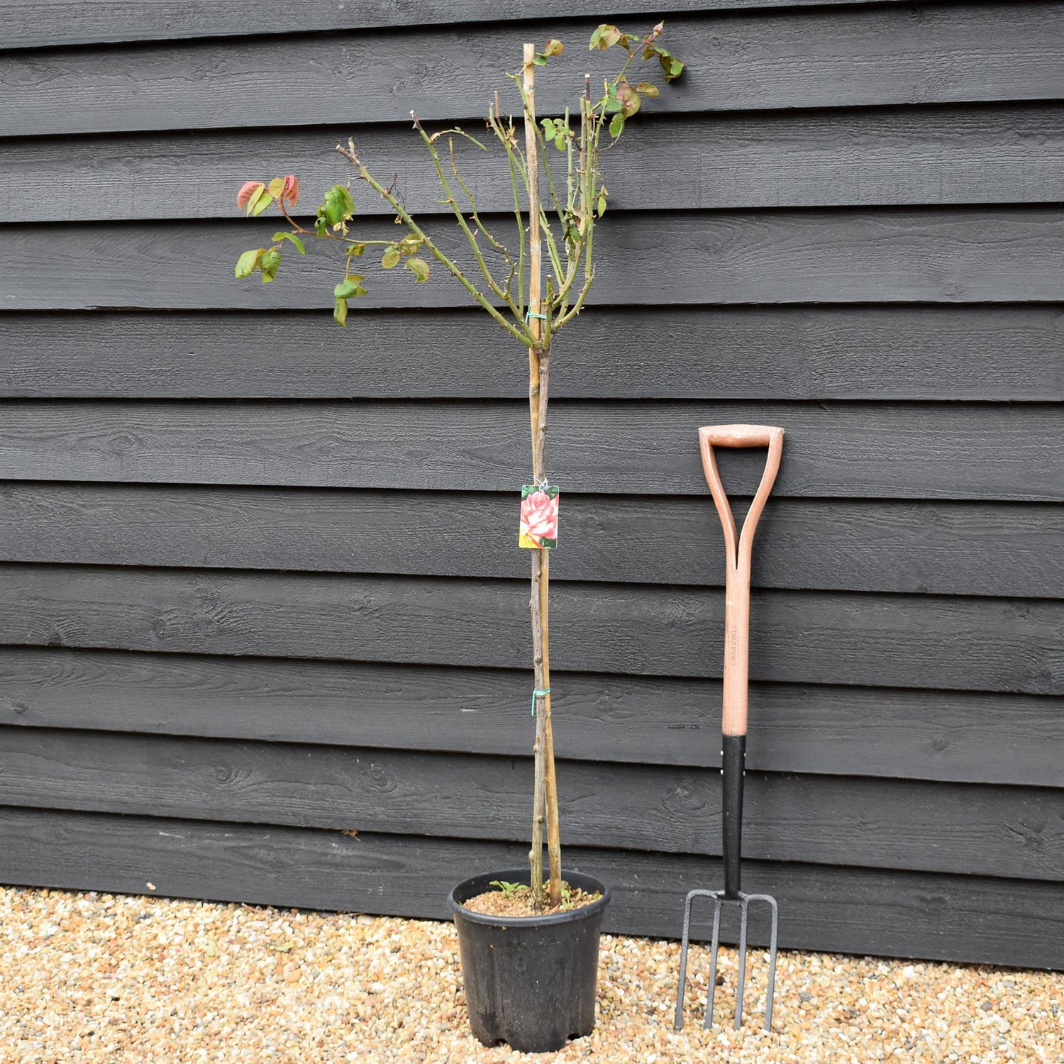 Rose 'Bianco Sfumato Rosso' - Clear Stem 80-90cm - Height 130-160cm - 18lt