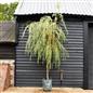 Salix Chrysocoma | Golden Weeping Willow - Clear Stem - Standard - Girth 10-12cm - Height 350-390cm - 45lt