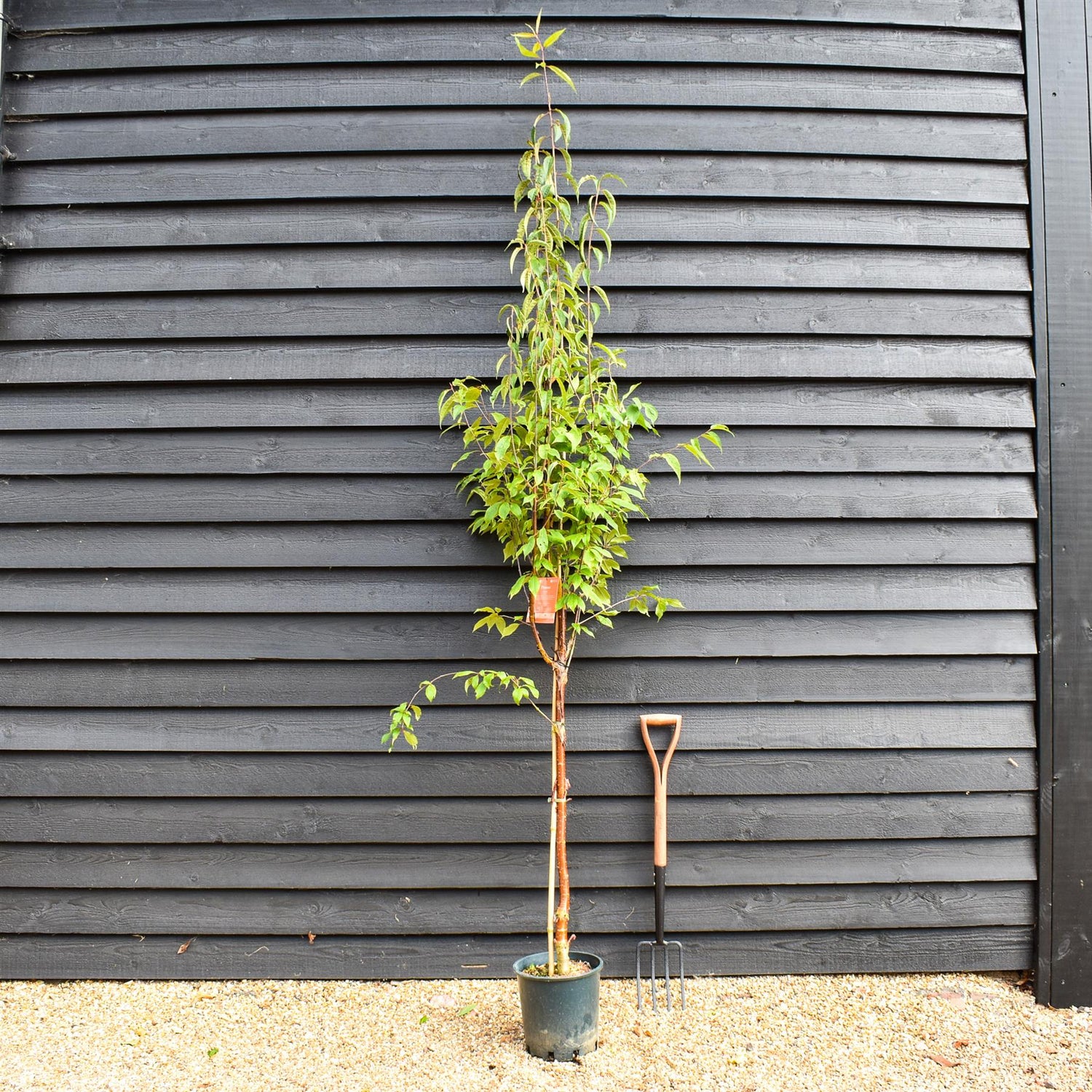 Prunus Serrula | Tibetan Cherry - Height 150-200cm, 10lt