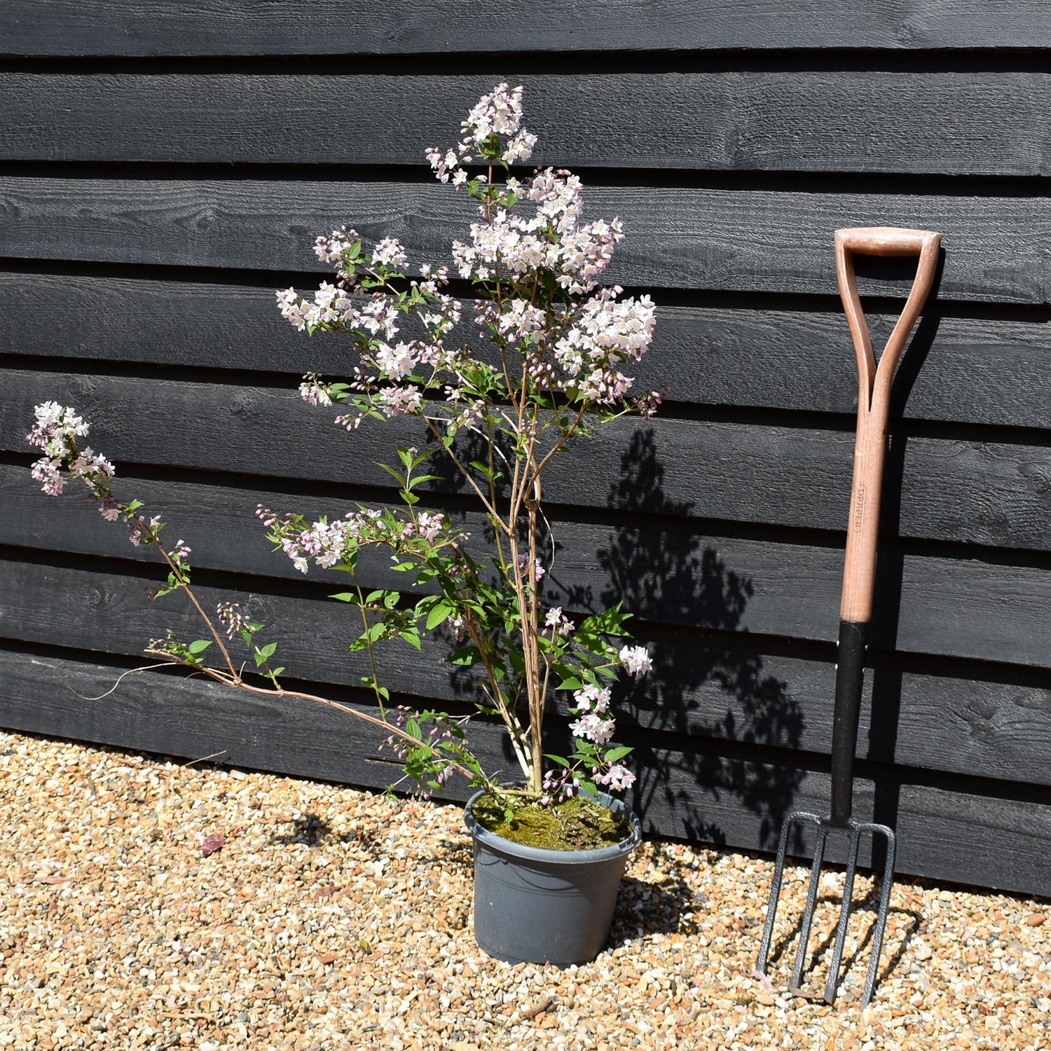 Philadelphus 'Casa Azul' - Shrub - Height 70-90cm -5lt