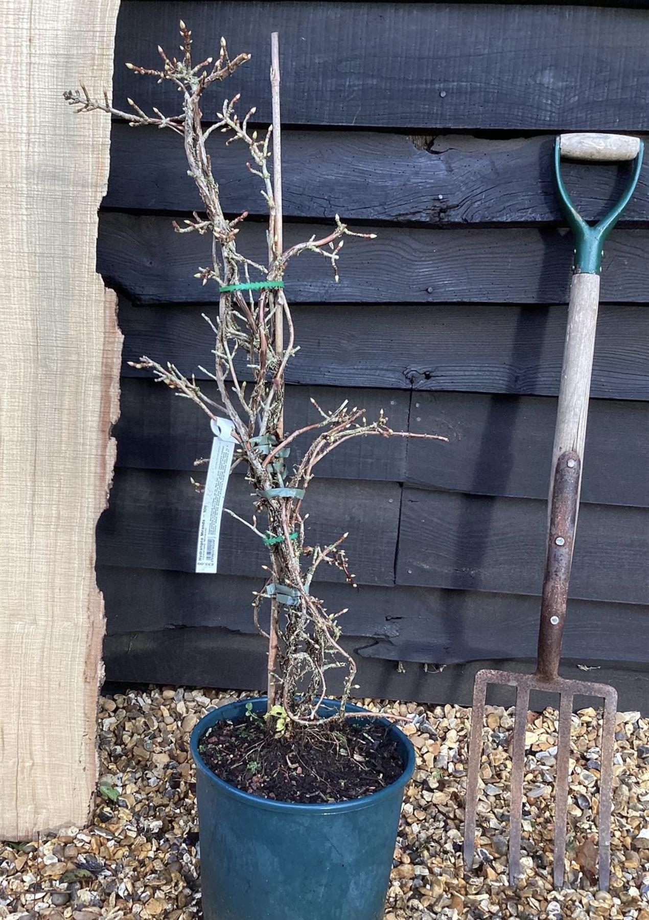 Hydrangea Miranda - 20-40cm, 10lt
