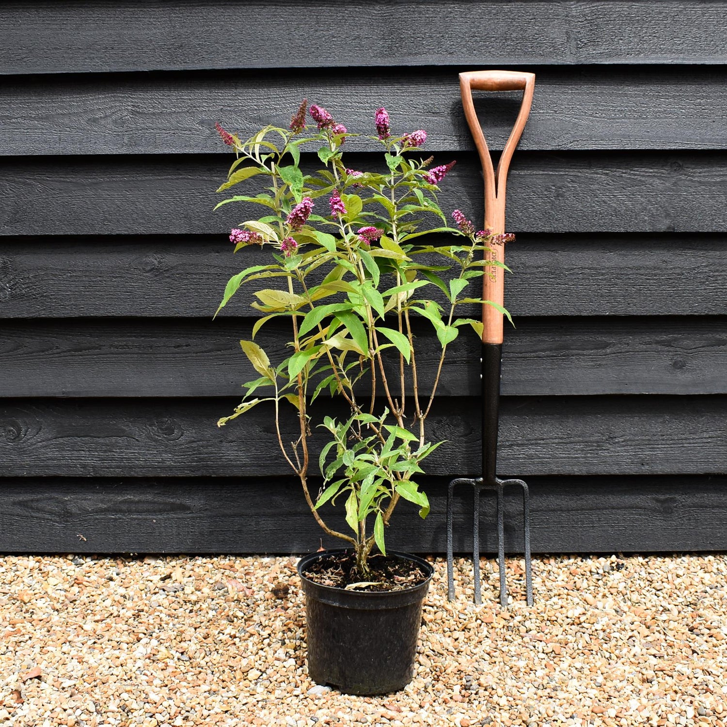 Buddleja |Butterfly Bush - Pink - Height 60-80cm - 5lt