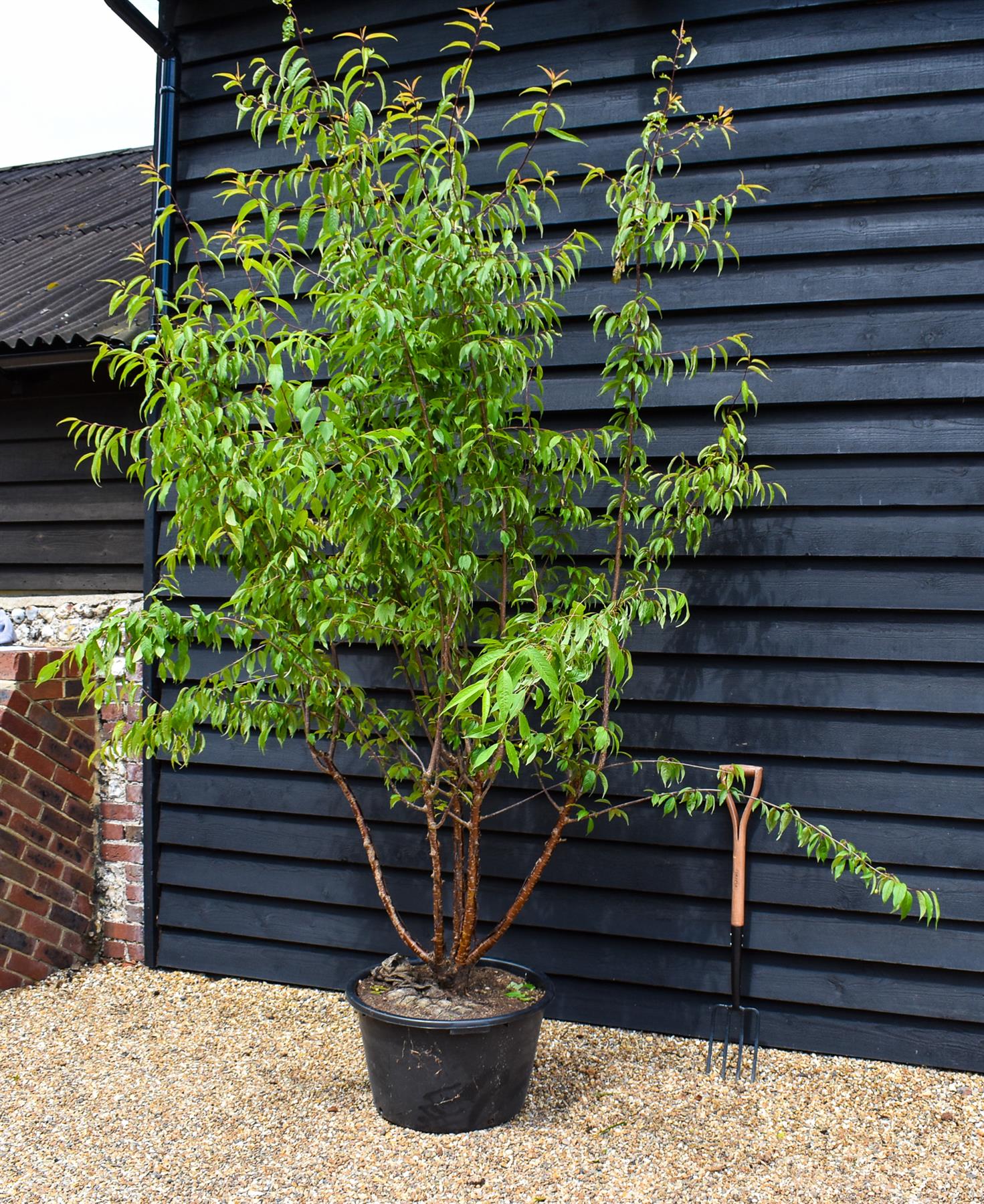 Tibetan Cherry - Prunus serrula - Multistem - Height 260-280cm - 60lt