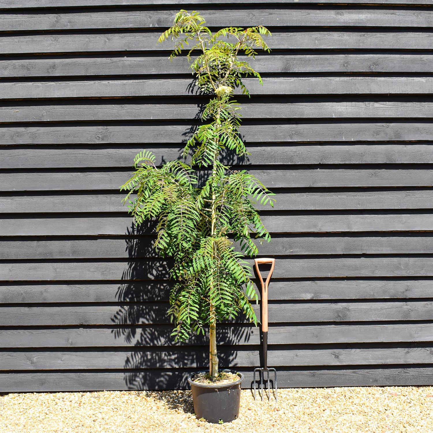 Rowan | Sorbus aucuparia Chinese Lace | Mountain Ash - Height 200-220cm - 20lt