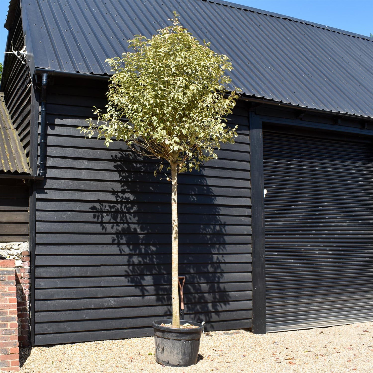 Ligustrum lucidum Variegatum - Clear Stem 190-210cm - Girth 22-24cm - Height 410-450cm - 110lt