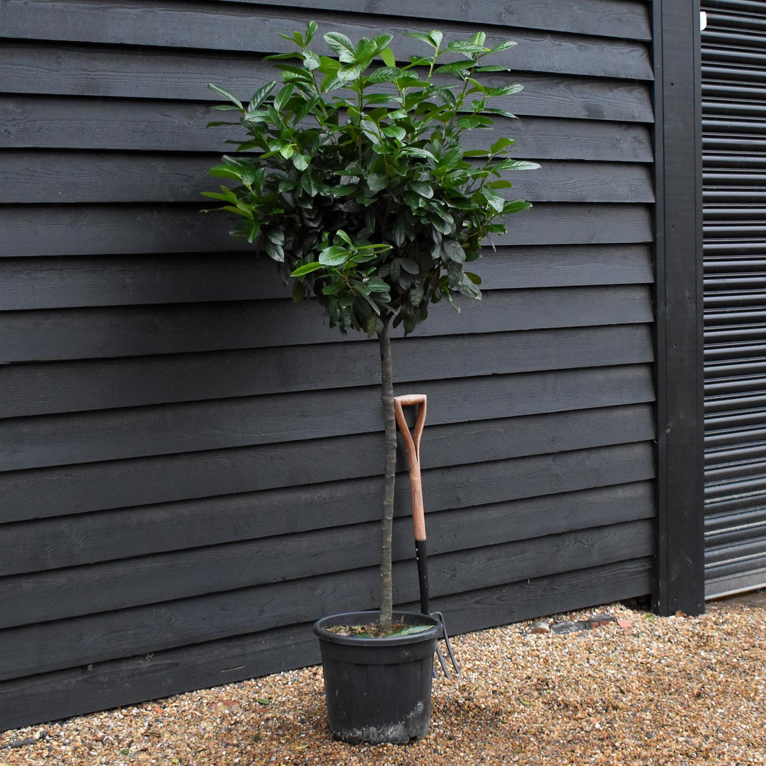 Prunus laurocerasus 'Novita' - Clear Stem 80-100cm - Height 170-175cm - 30lt