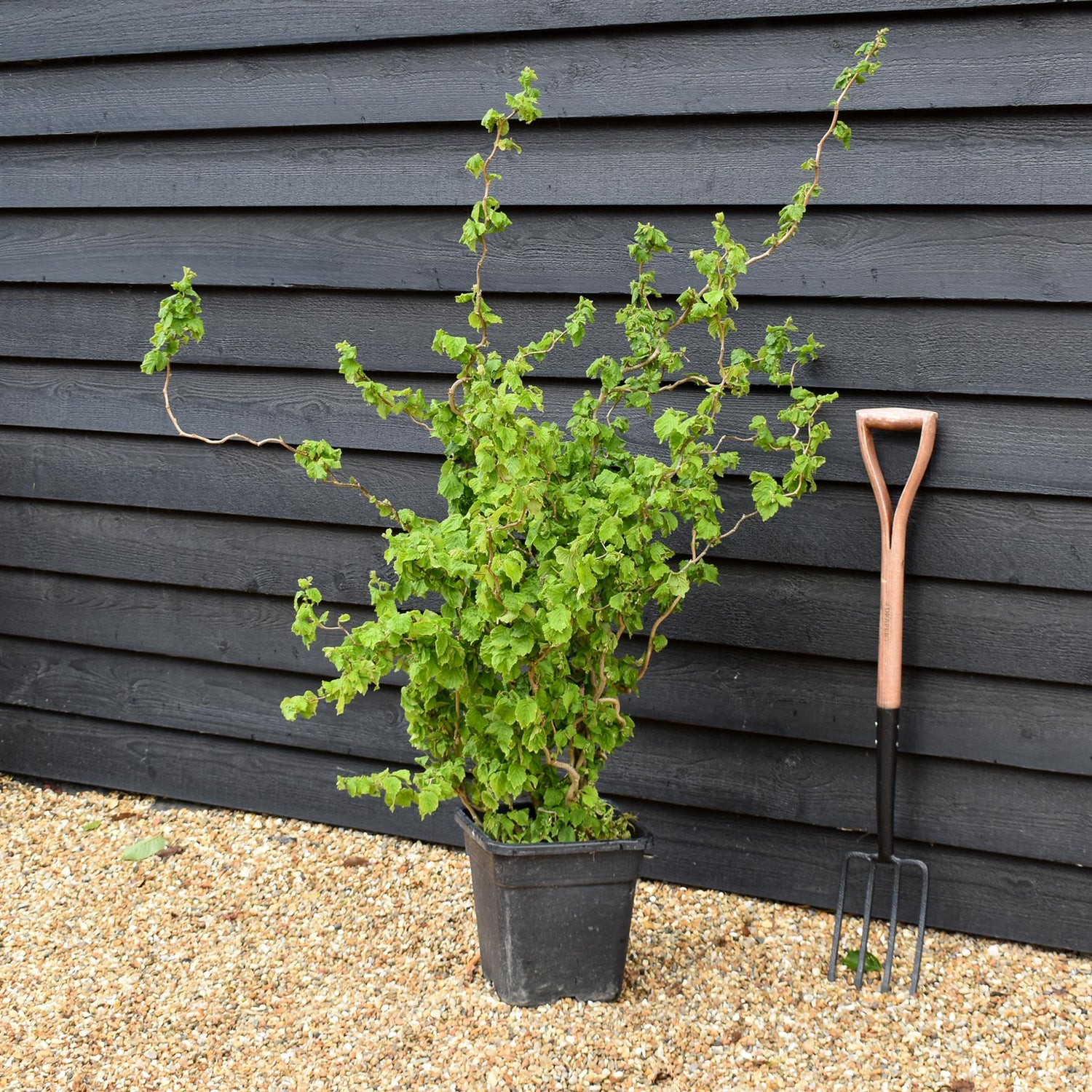 Corylus avellana 'Twister' | Corkscrew Hazel -Shrub - Height 150-160cm - 15lt