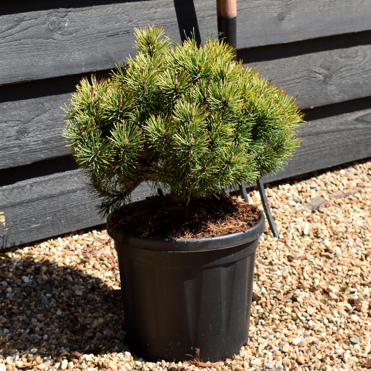 Pinus mugo 'Ophir' - Height 30-40cm - 7.5lt