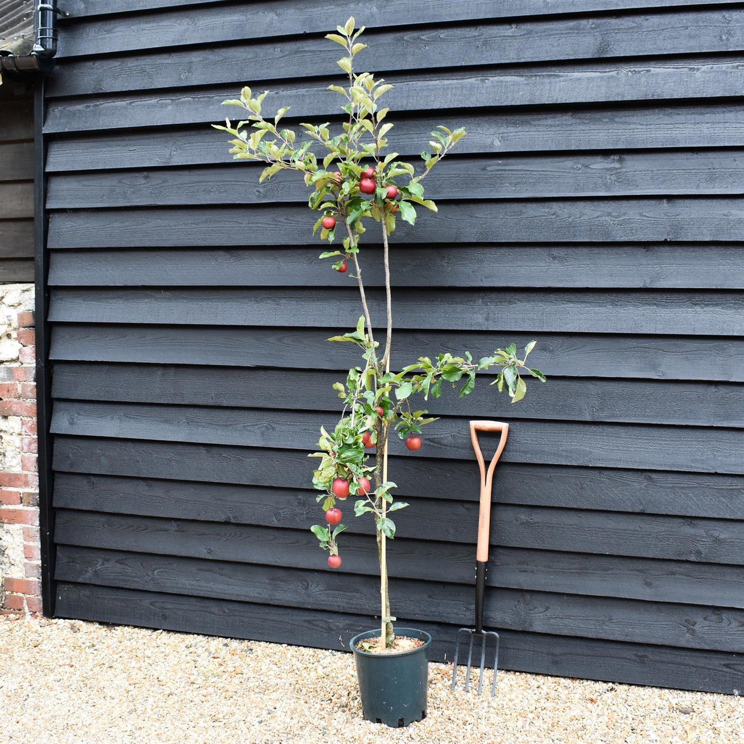 Apple tree 'Red Devil' | Malus domestica - MM106 - Semi-Dwarfing - 150-160cm - 10lt