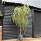 Salix Chrysocoma | Golden Weeping Willow - Clear Stem - Standard - Girth 10-12cm - Height 350-390cm - 45lt
