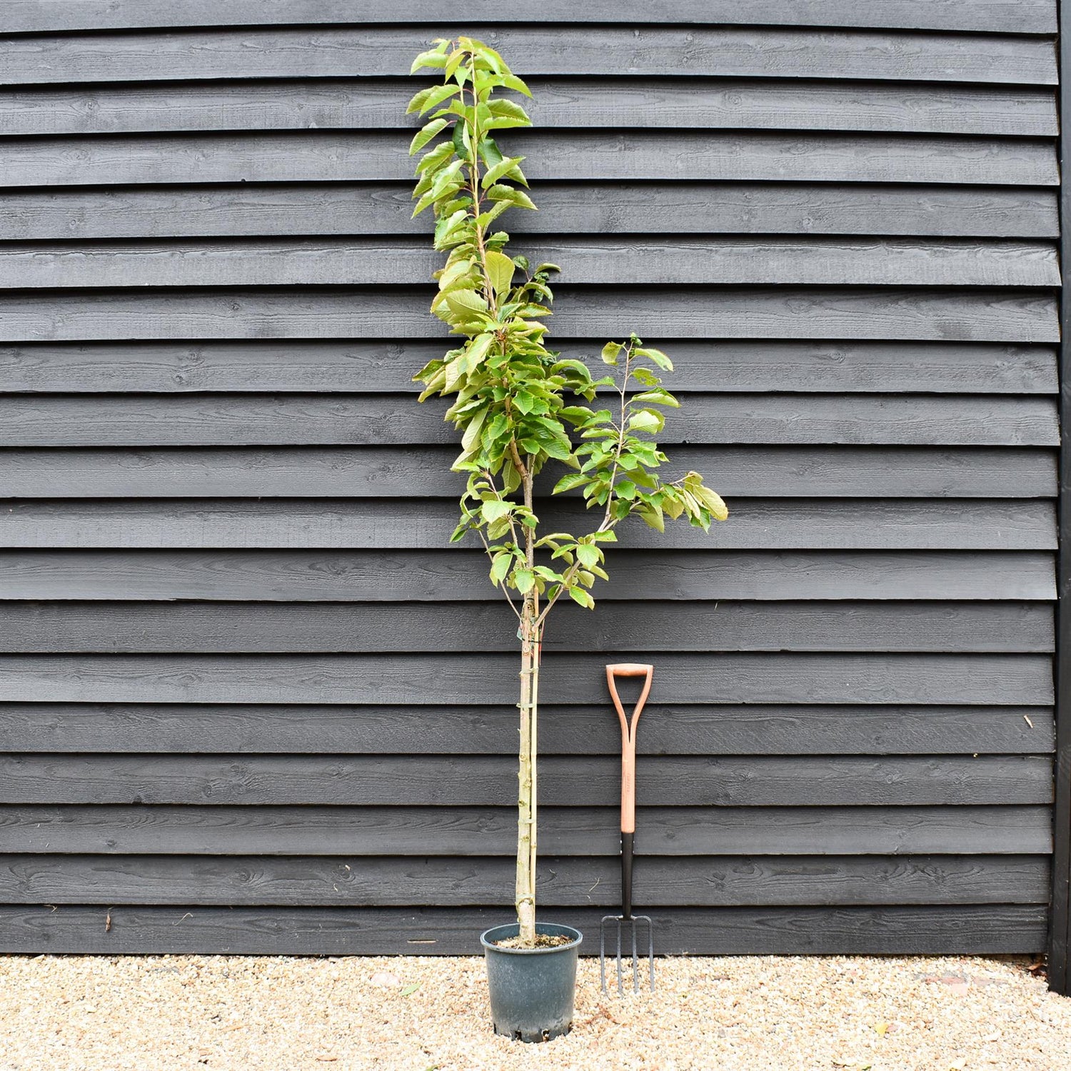 Cherry 'Stella' on Colt | Prunus avium - Semi-Dwarfing - 160-170cm - 12lt