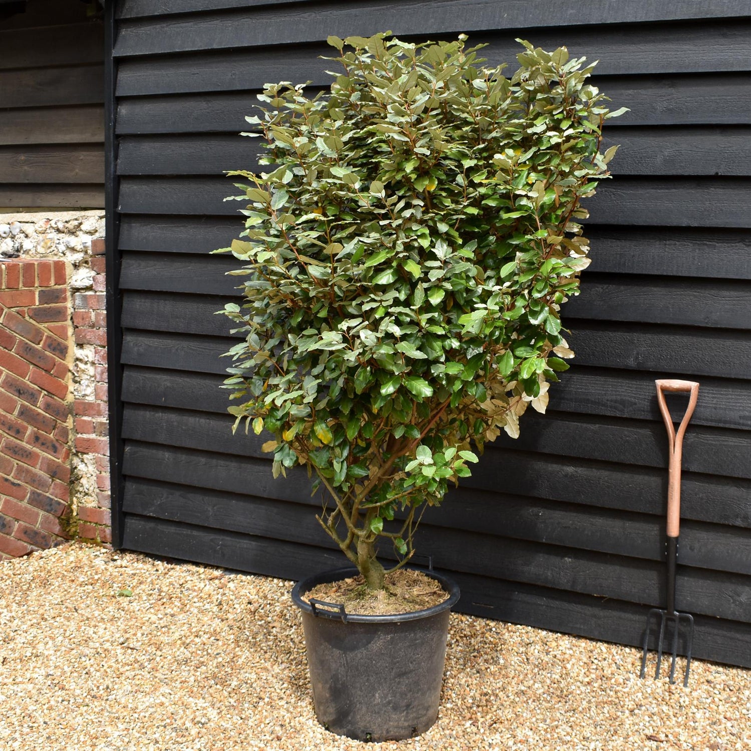 Elaeagnus ebbingei Compacta -Shrub - Height 120-180cm - 45/50lt
