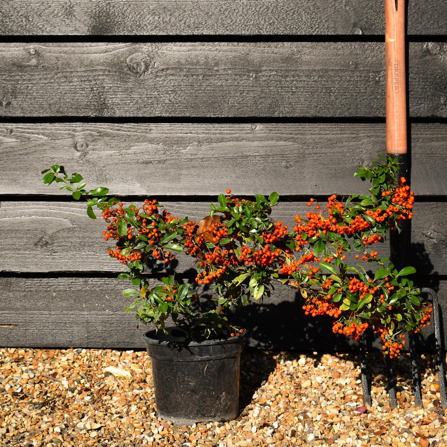 Pyracantha 'Orange Glow'  | Orange Firethorn 10-20cm - 3lt