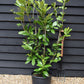 Cherry Laurel Hedging | Prunus laurocerasus Rotundifolia  - Pot Grown - 150-170cm - 20lt