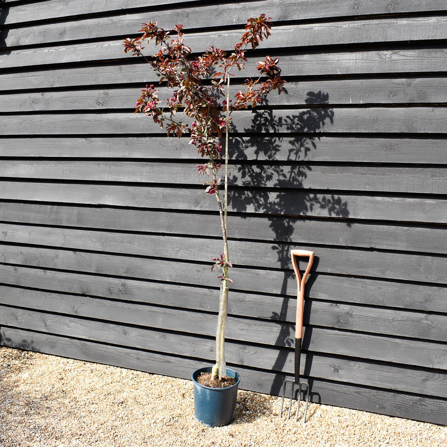 Malus Royalty | Purple Flowering Crab Apple Tree, Clear Stem - 170-200cm, 10lt