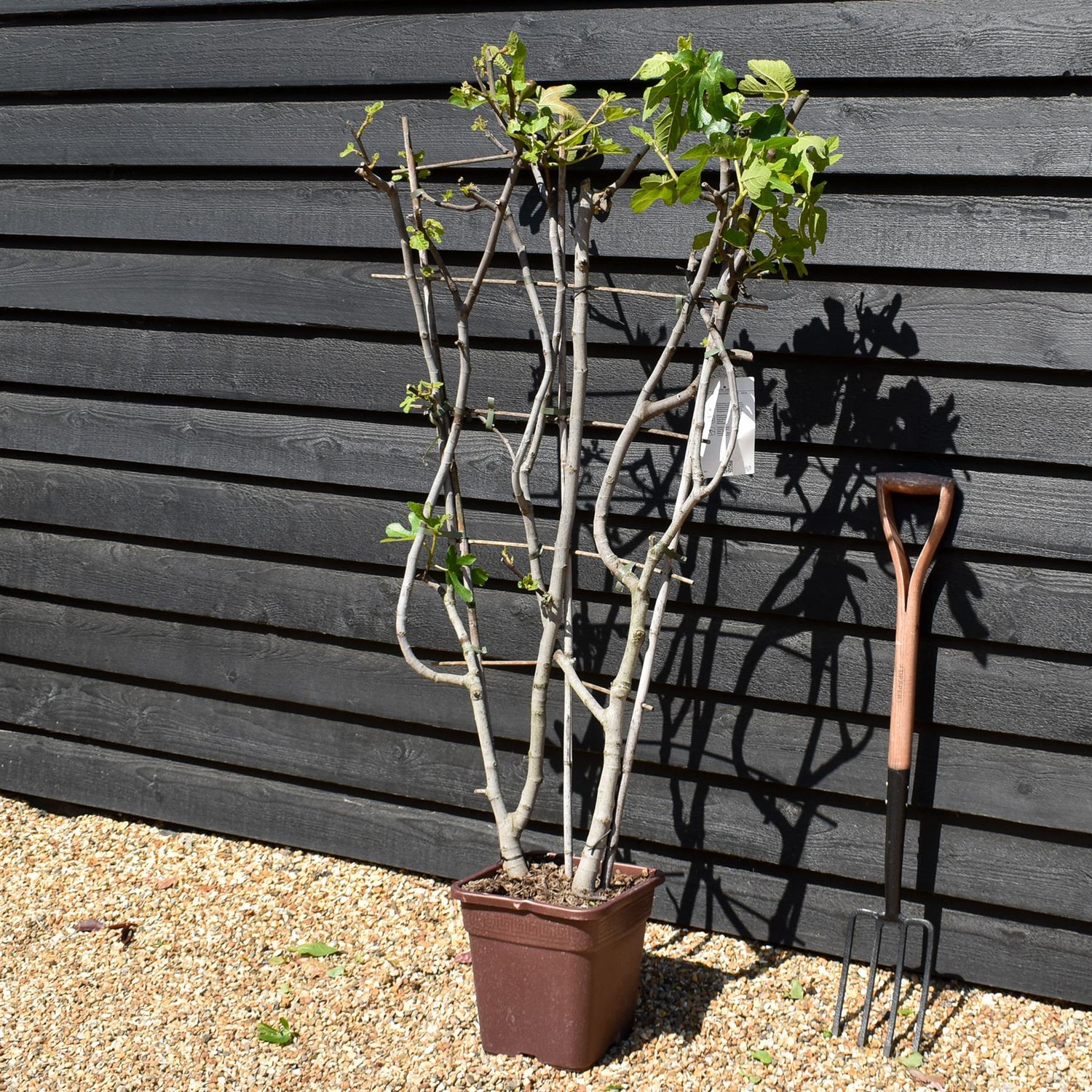 Fig - Ficus carica  'Noire de Caromb' - Frame - Height 130-140cm - 15lt