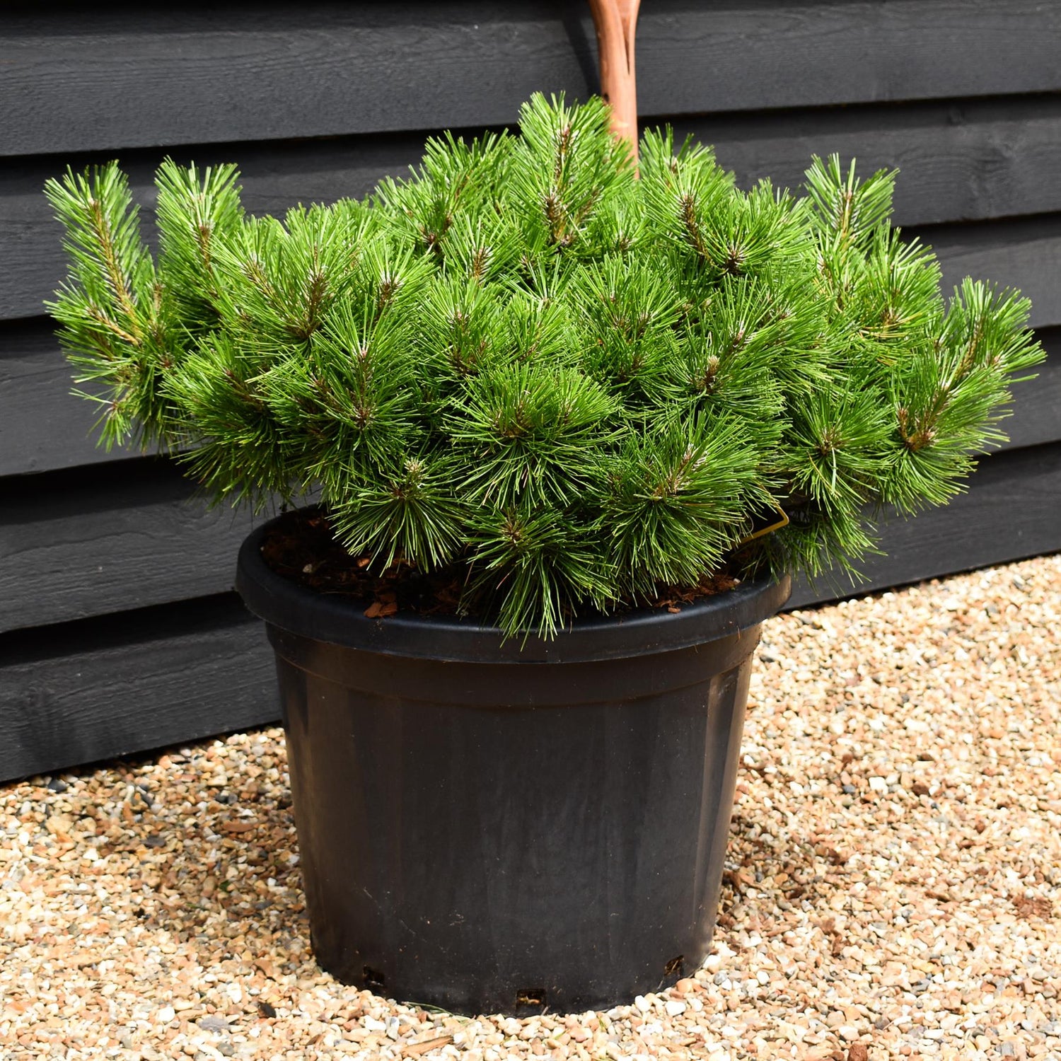 Pinus densiflora 'Jane Kluis' - Height 40-50cm - Width 60-80cm - 45lt